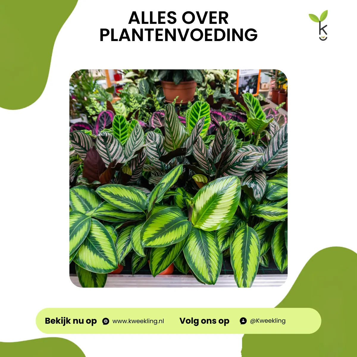 Alles over plantenvoeding