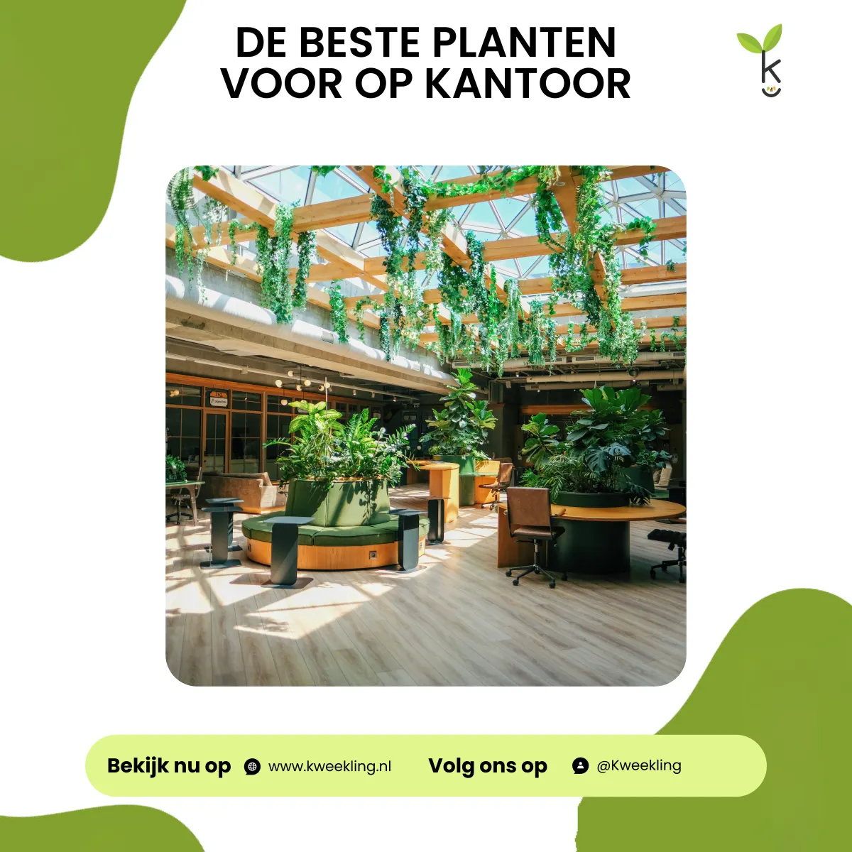 De beste planten voor op kantoor