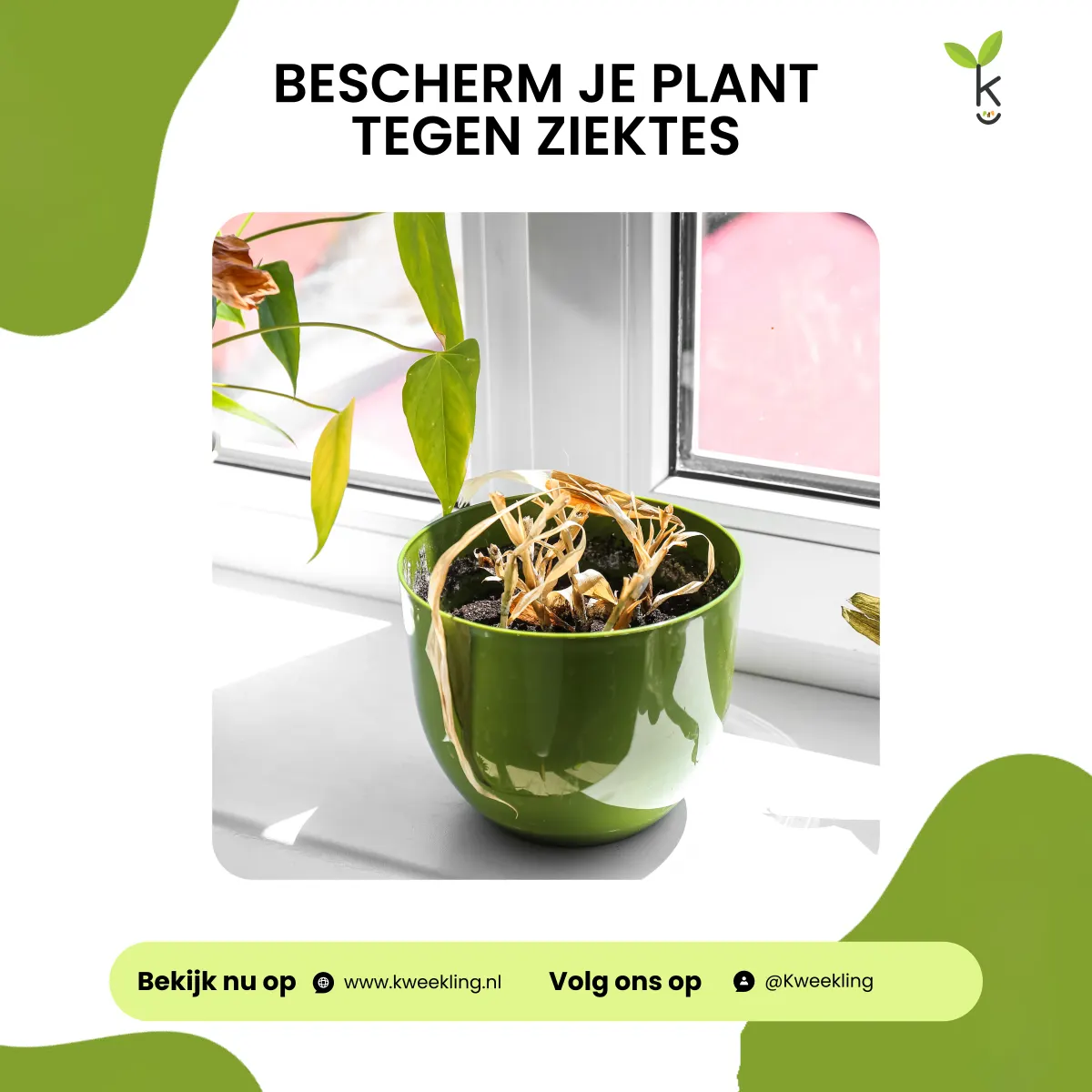 Kamerplanten beschermen tegen ziektes