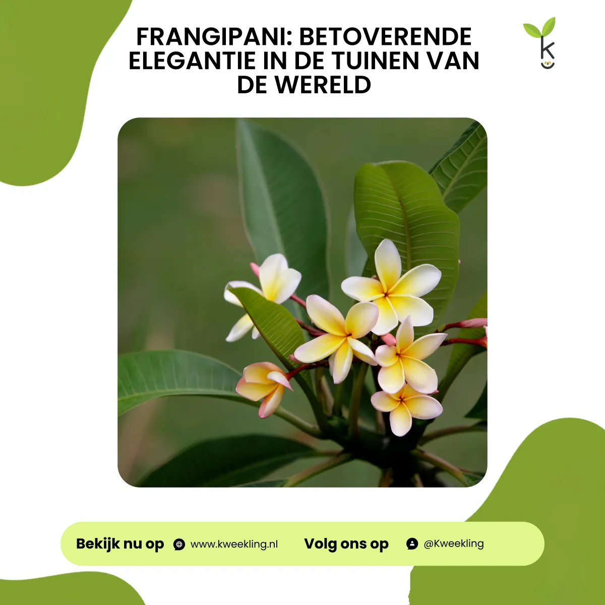Frangipani: Betoverende Elegantie in de Tuinen van de Wereld