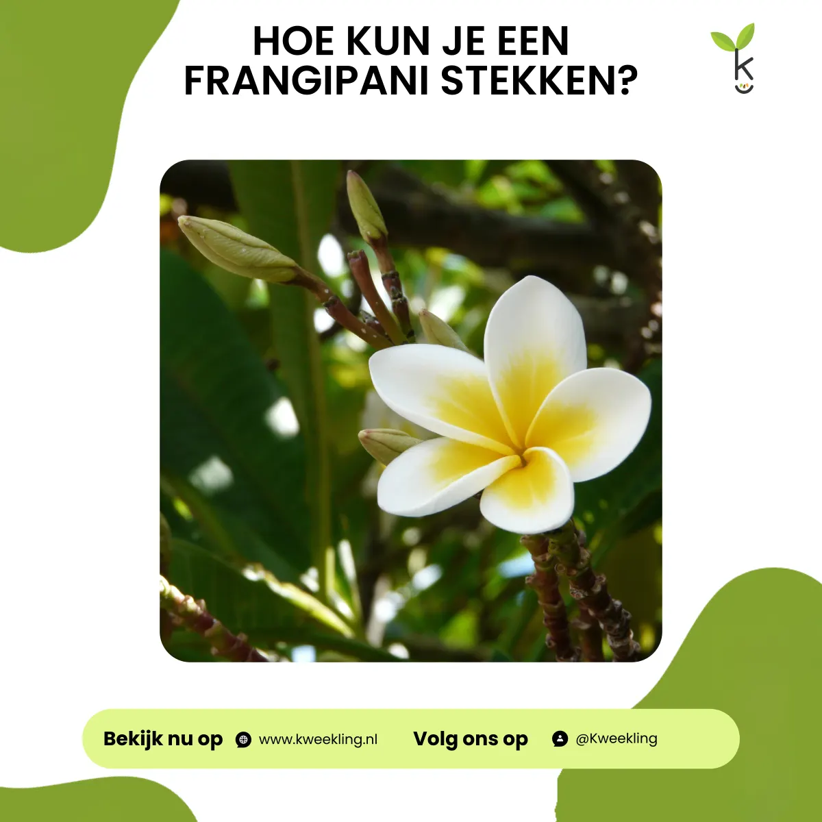 Hoe kun je een frangipani stekken?