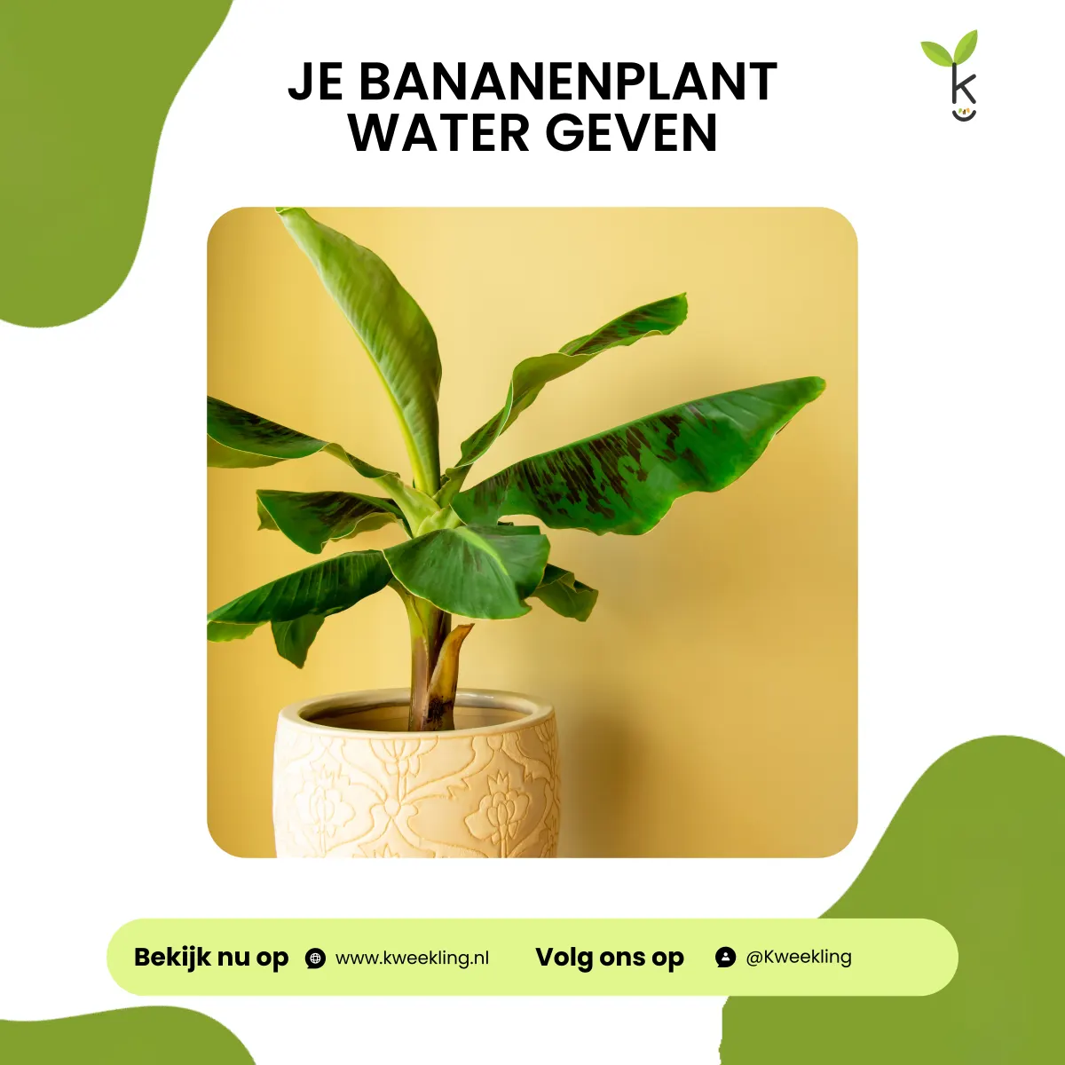 Hoeveel water heeft een bananenplant nodig?