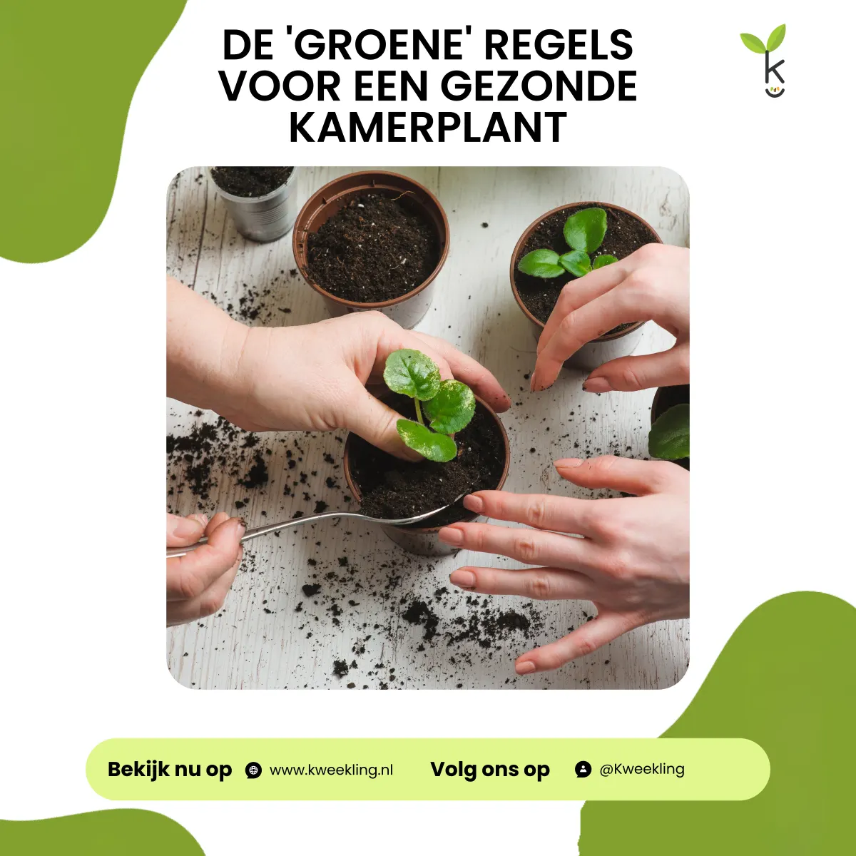 De 'groene' Regels voor een gezonde Kamerplant