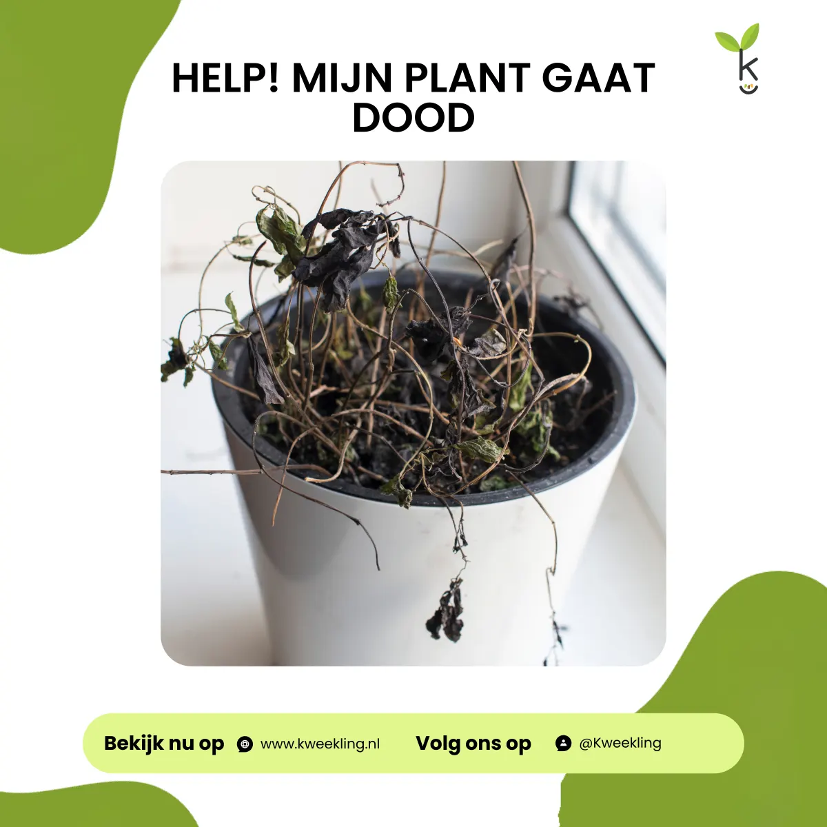 Waarom gaat mijn kamerplant dood?