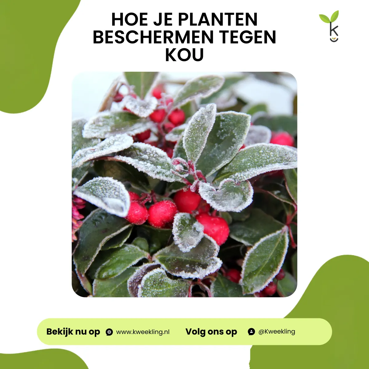 Hoe je planten beschermen tegen kou