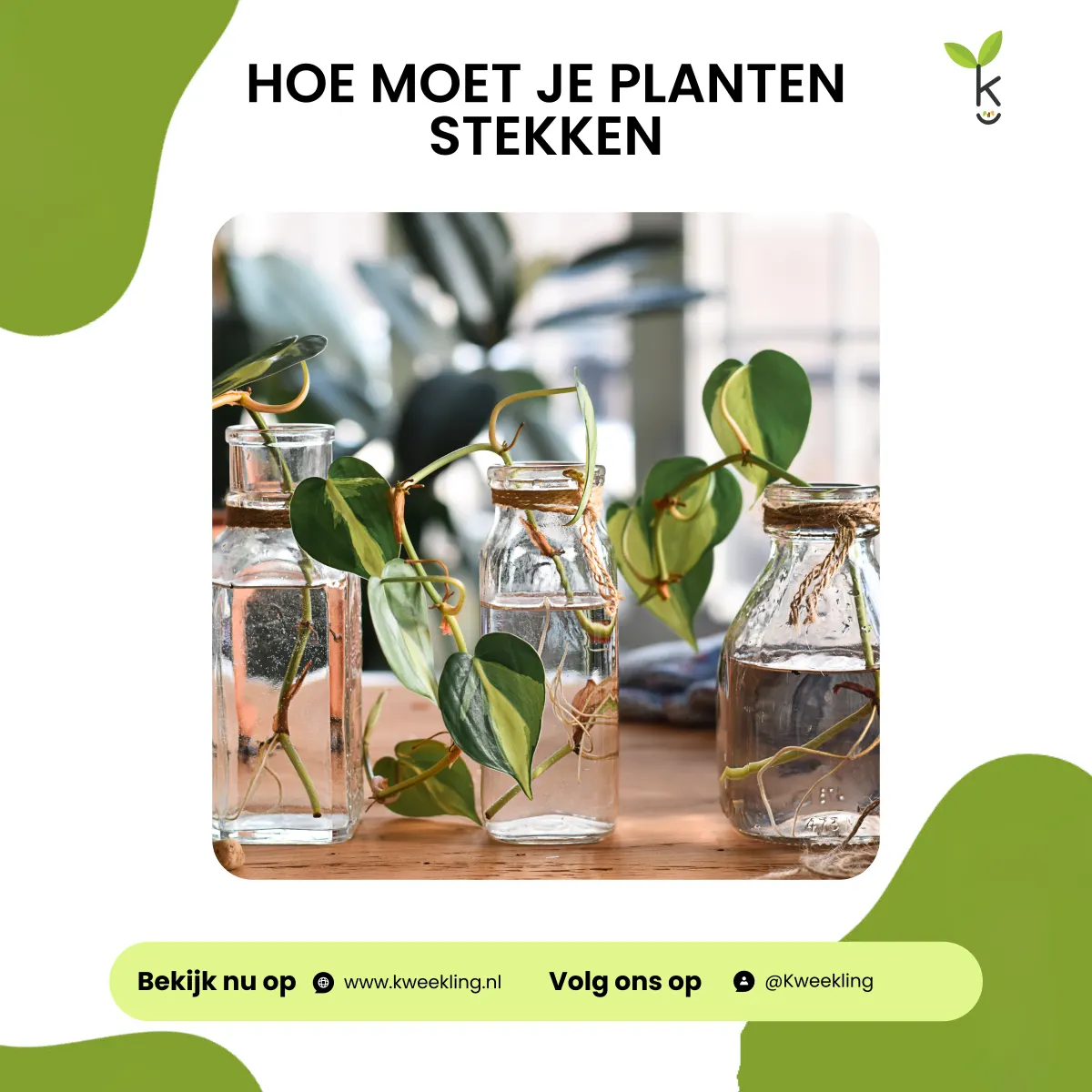 Hoe moet je planten stekken