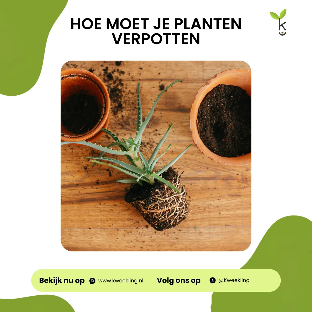 Hoe moet je planten verpotten