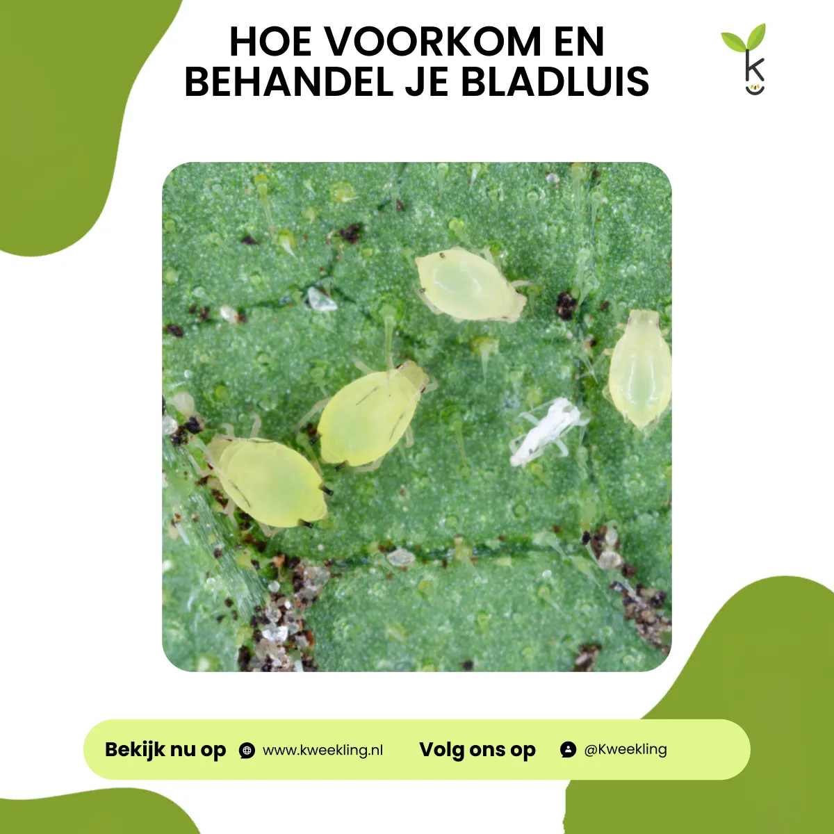 Hoe voorkom en behandel je bladluis