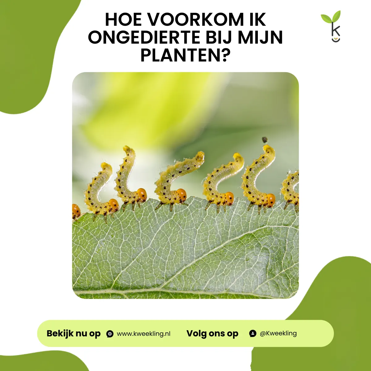 Hoe voorkom ik ongedierte bij mijn planten?
