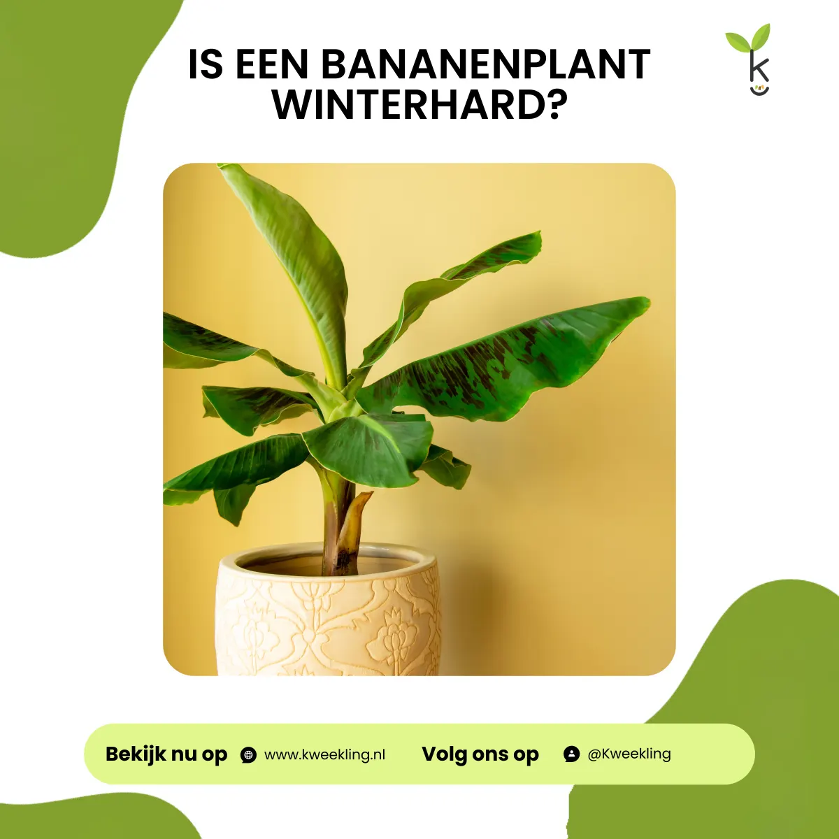 Is een Bananenplant Winterhard?
