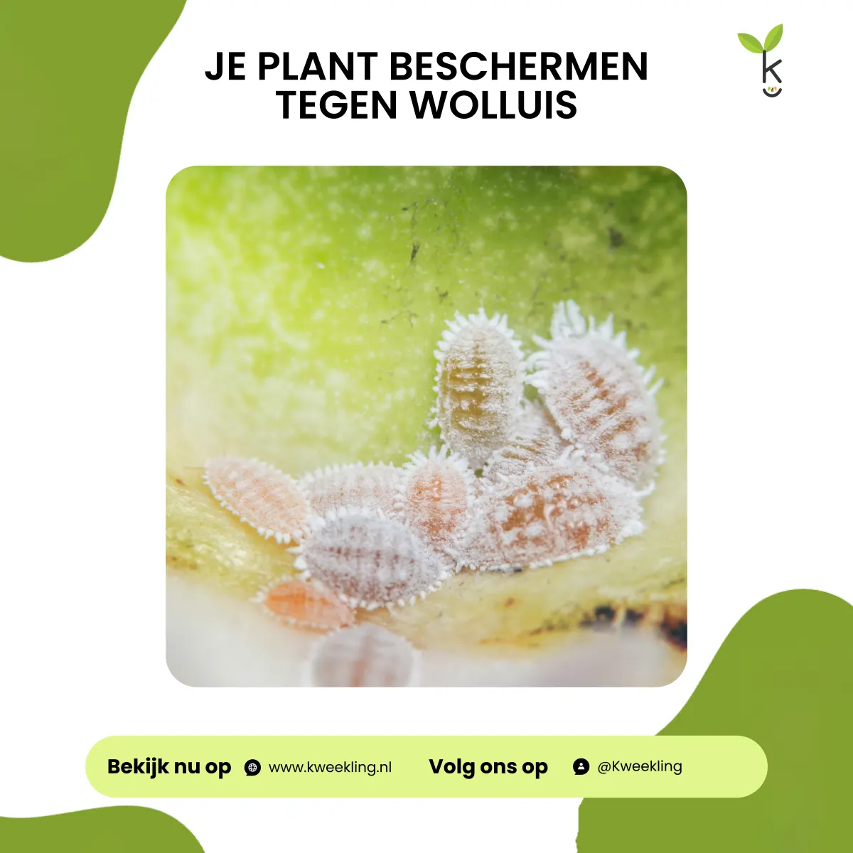 Wolluis bestrijden: Effectieve maatregelen om je planten te beschermen