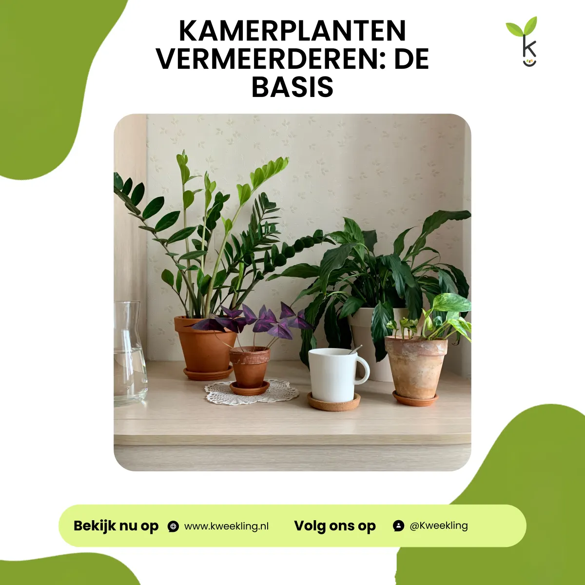 Kamerplanten vermeerderen: de basis