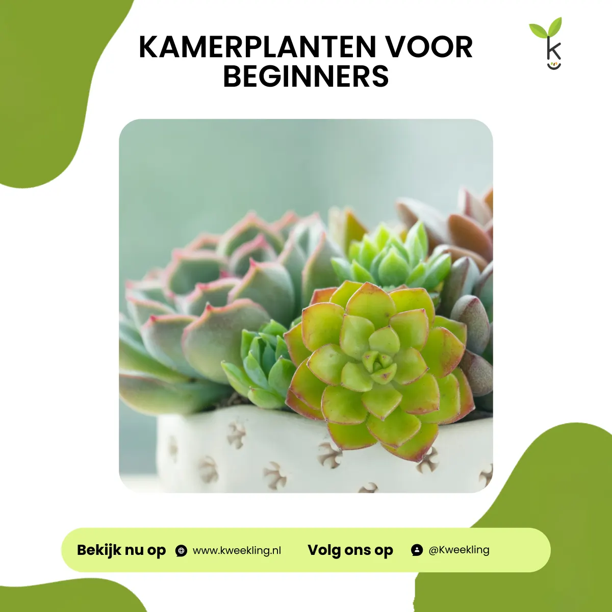 Kamerplanten voor beginners
