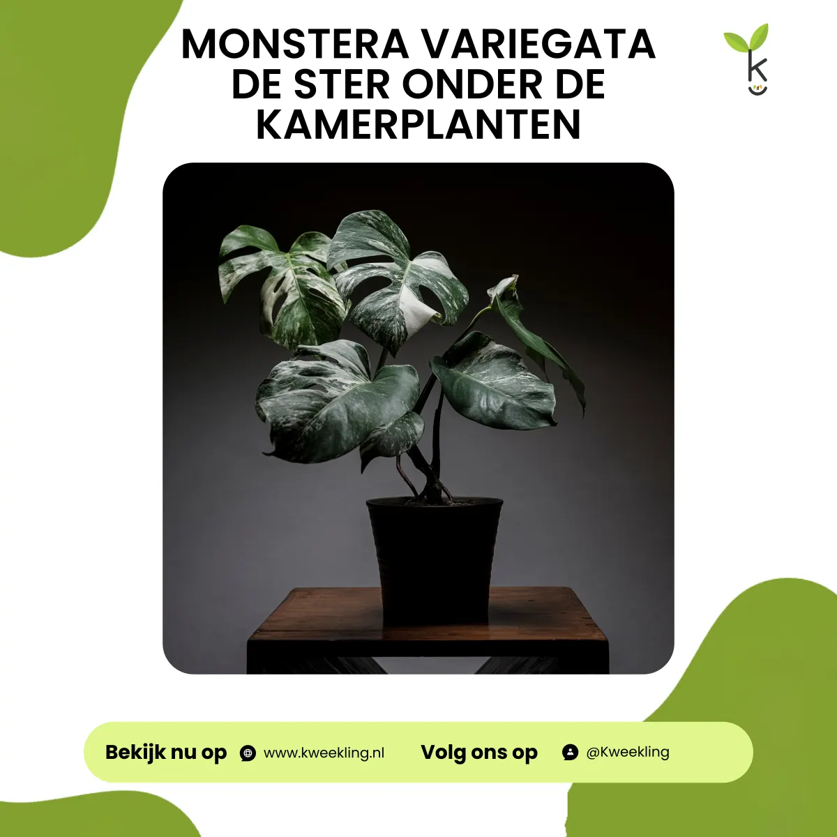 Monstera Variegata en Monstera Thai Constellation: Sterren onder de Kamerplanten