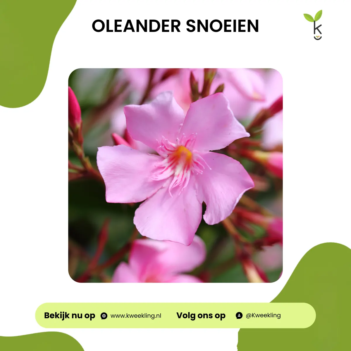Oleander snoeien