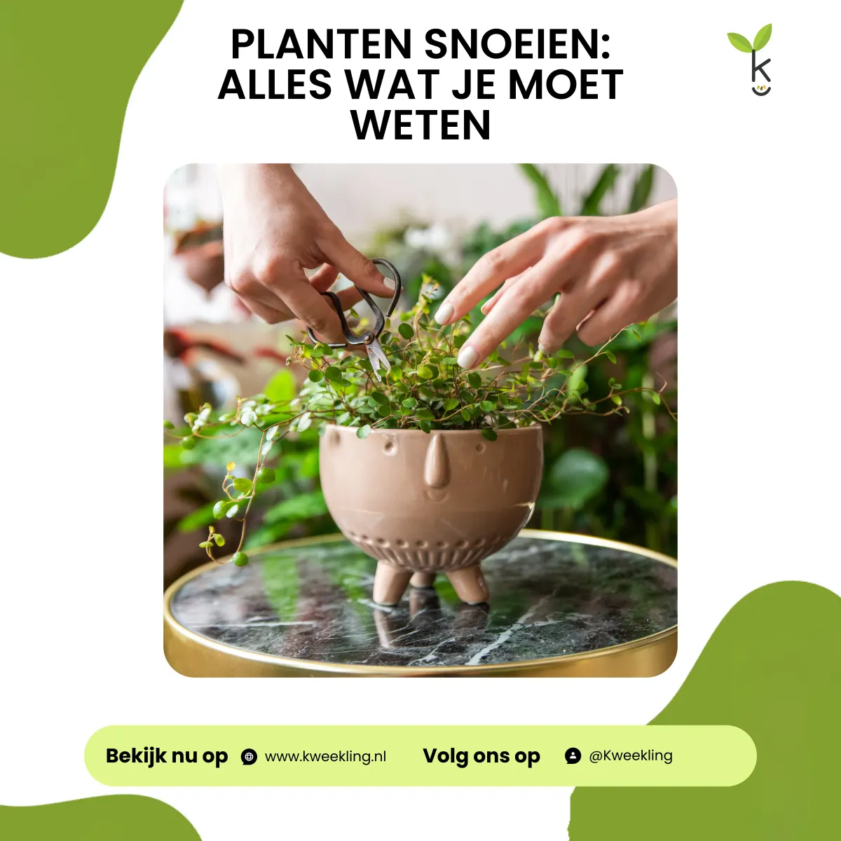 Planten snoeien: alles wat je moet weten