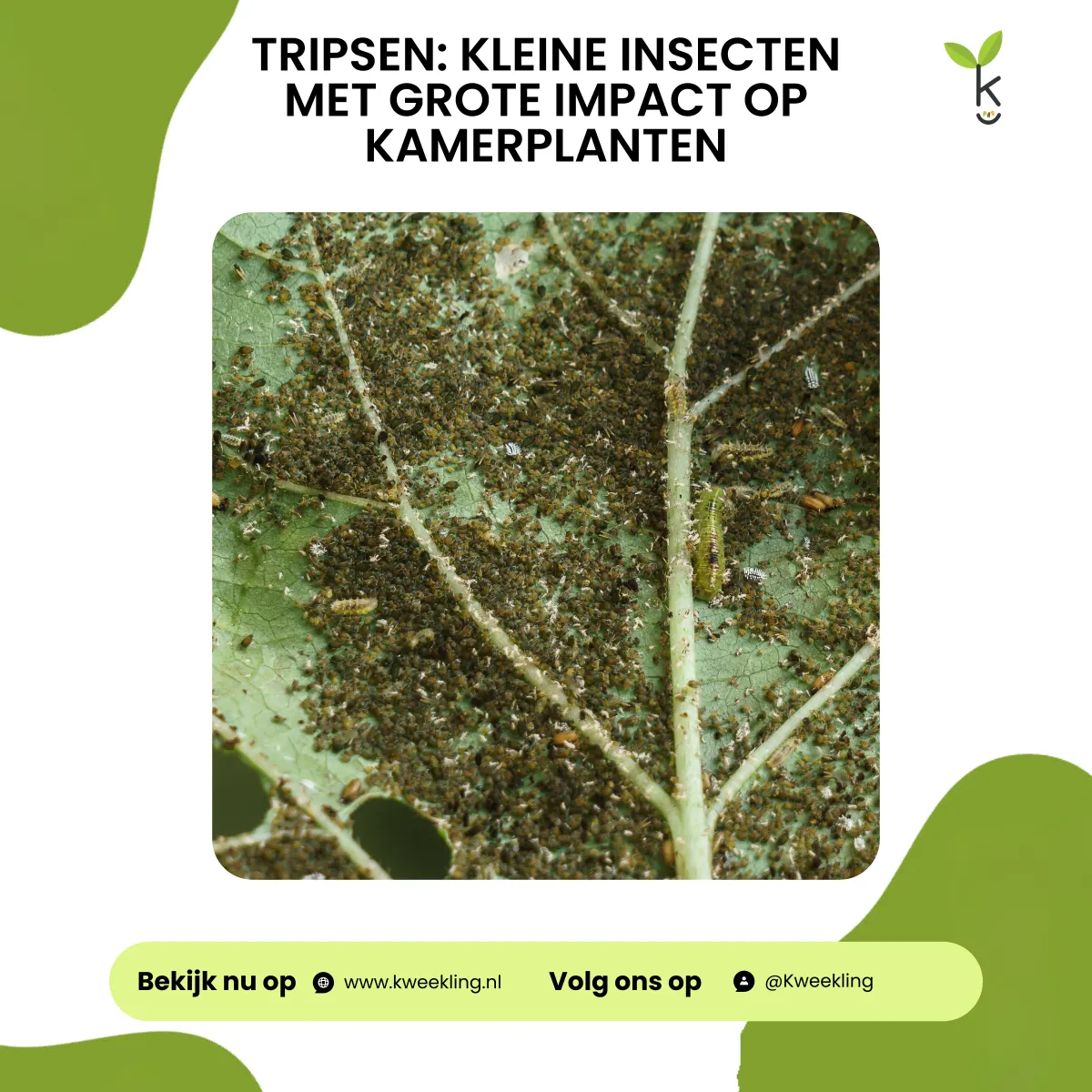 Tripsen: kleine insecten met grote impact op kamerplanten