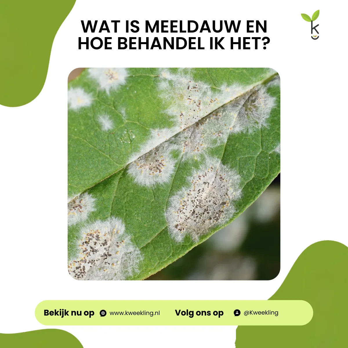 Wat is meeldauw en hoe behandel ik het?