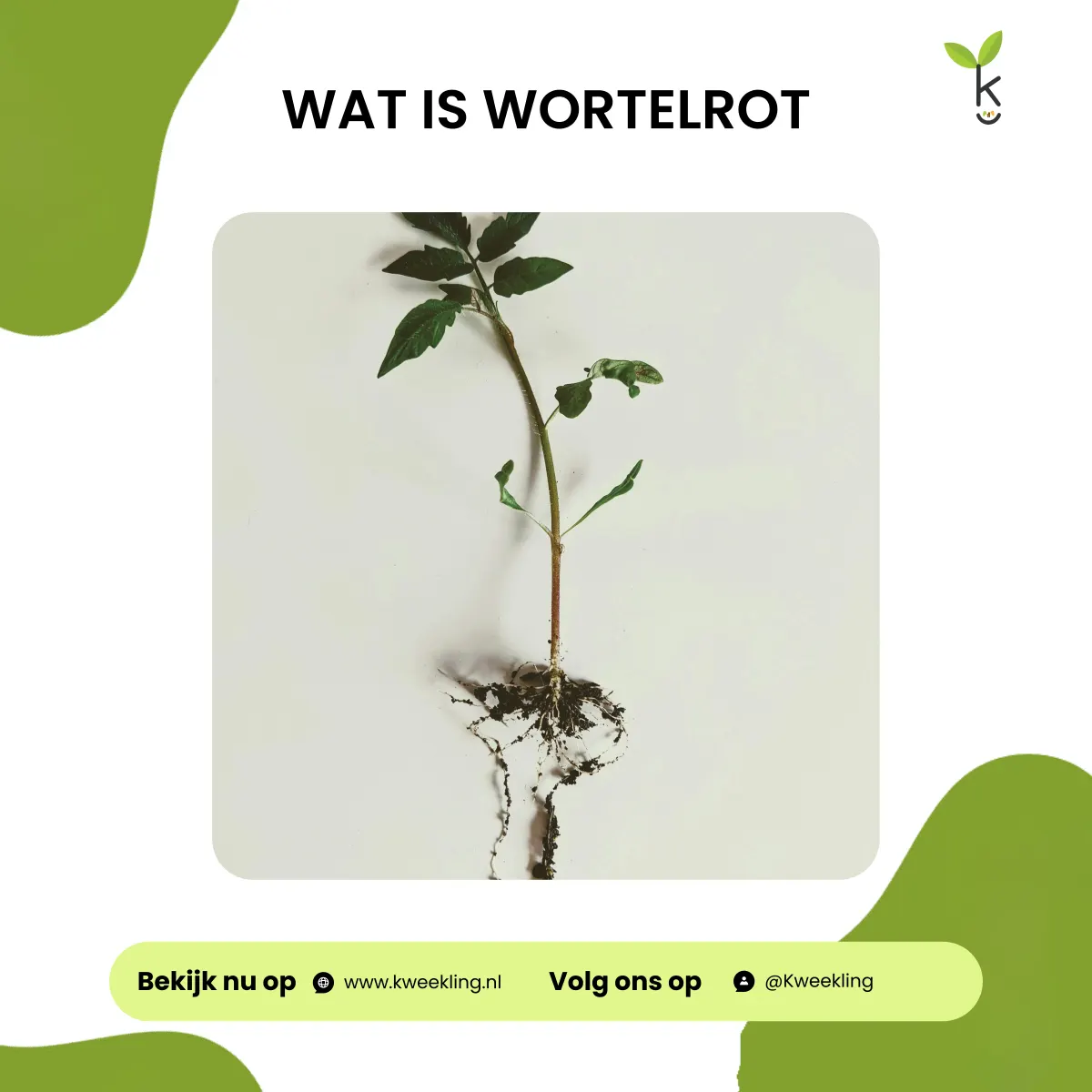 Wat is wortelrot