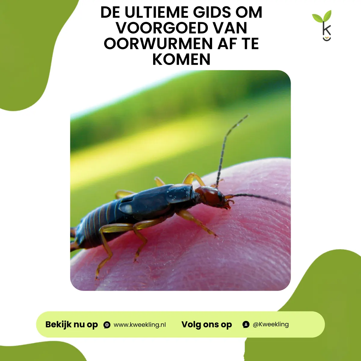 Vaarwel oorwurmen: De ultieme gids om voorgoed van oorwurmen af te komen